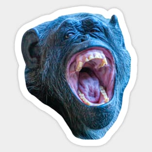 Chimpanzee Laugh Sticker